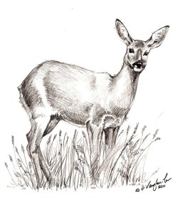 roe_deer_drawing