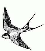 swallow-5