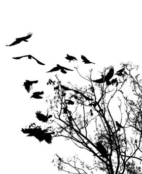 crows 1
