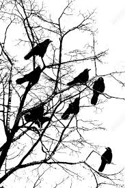 crows