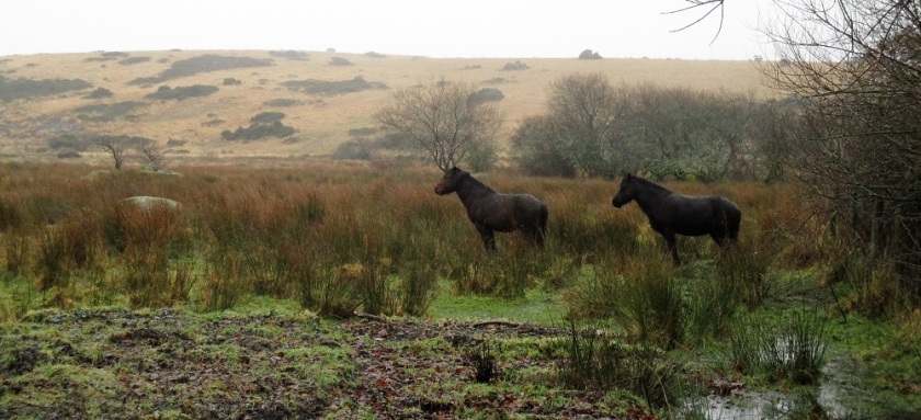 18. Dartmoor