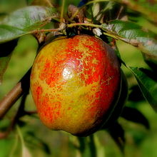 Cornish_Aromatic_apple
