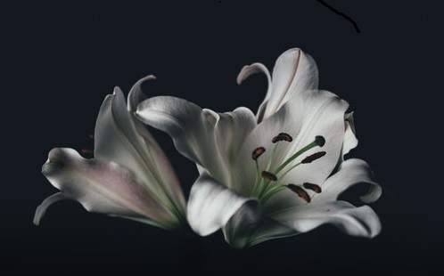 dewithon lilies