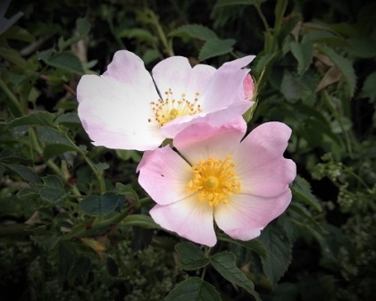 5 flowers - dog rose