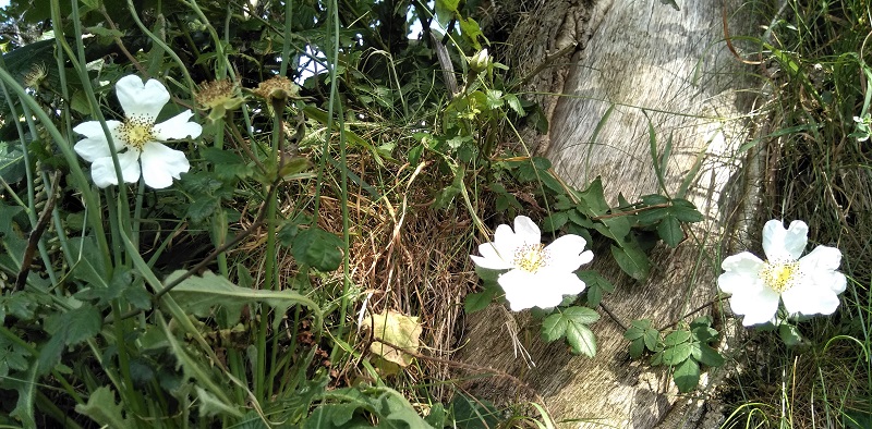 5 flowers - white brambles