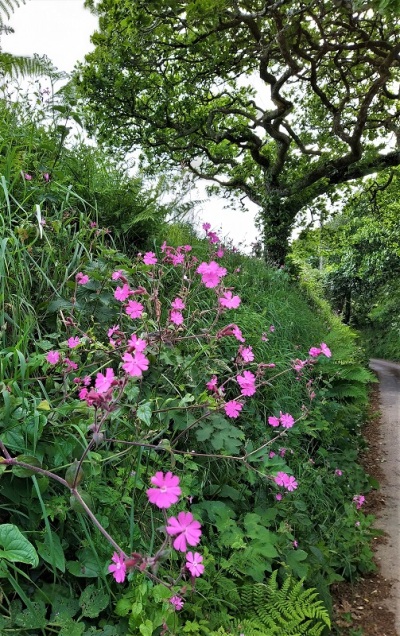 hedgerow pink 1